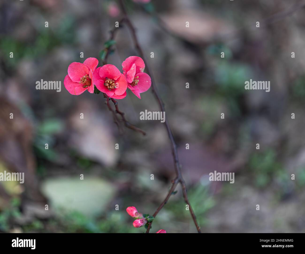 Chaenomeles flower in the garden blooming Stock Photo