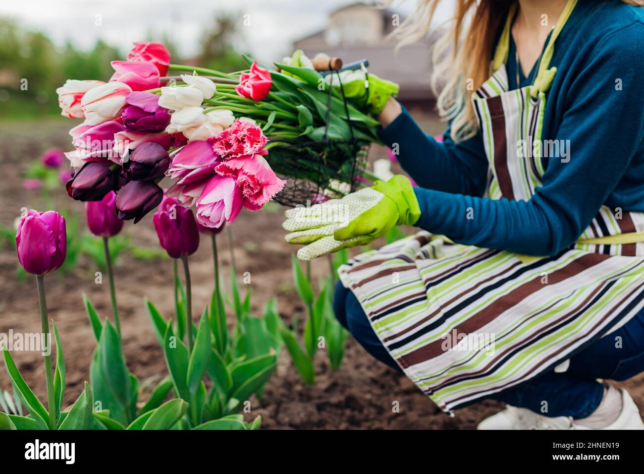 Fresh tulips gathered in metal basket in spring garden. Gardener woman holds purple, white, pink flowers and pruner wearing gloves and apron. Close up Stock Photo