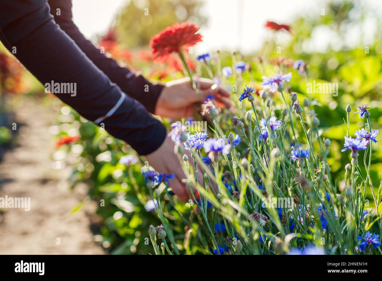 Woman gardener picking red zinnias and blue bachelor buttons in summer garden using pruner. Cut flowers harvest Stock Photo
