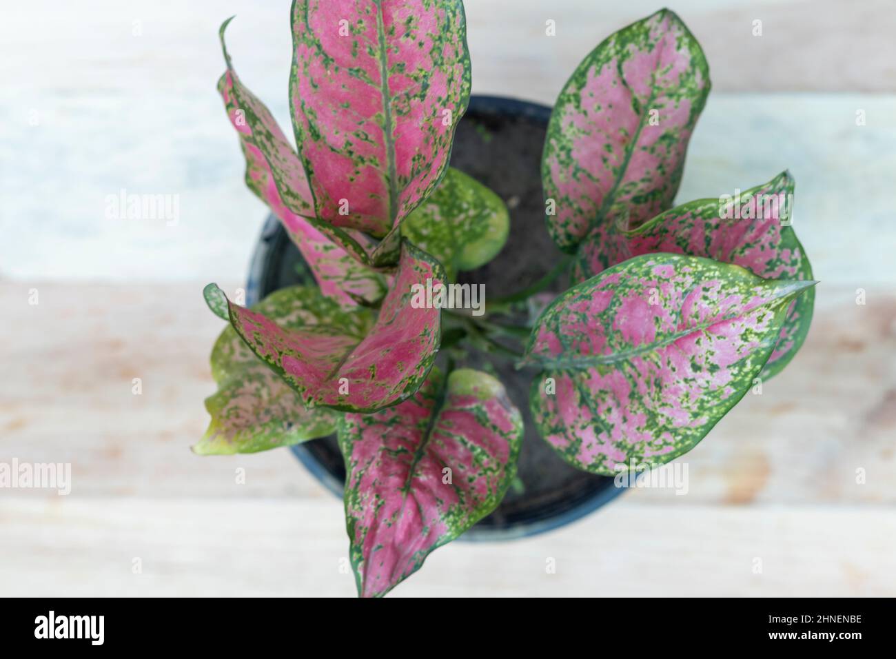 Aglaonema pink chinese evergreen plant Stock Photo