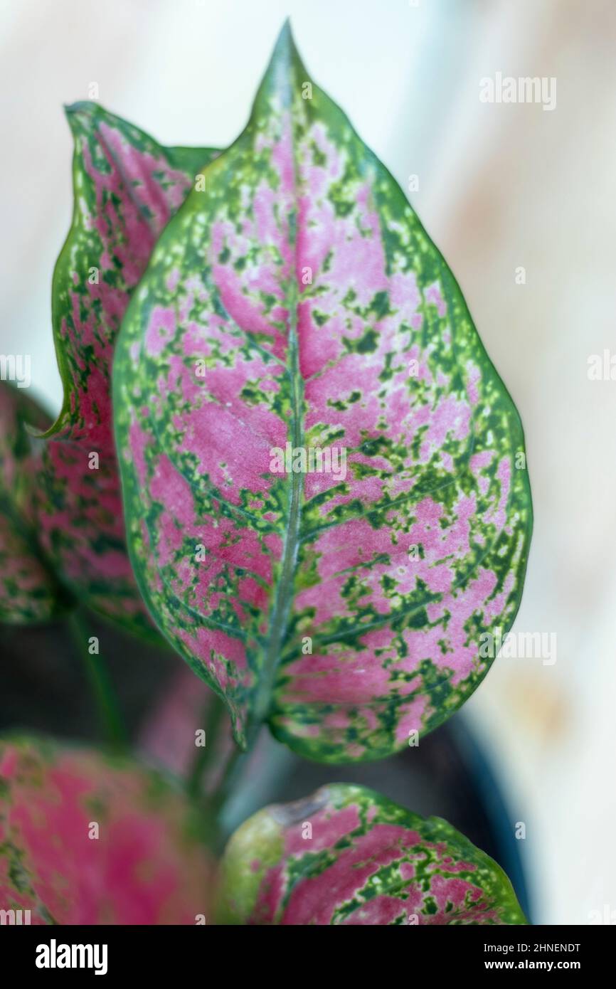 Aglaonema pink plant's leaf with blur background Stock Photo