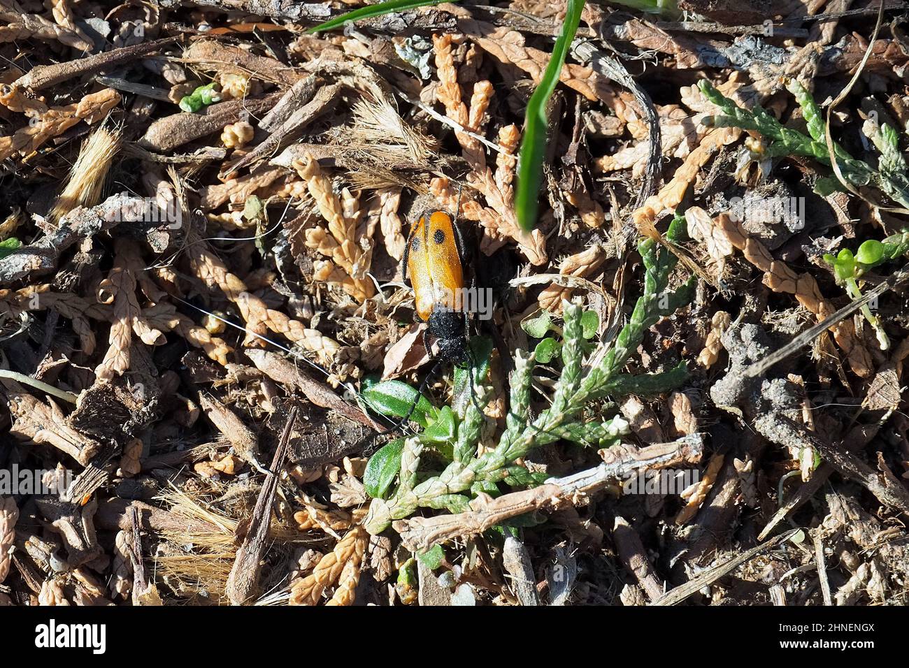 early blister beetle, Apalus bimaculatus, kétfoltos élősdibogár
