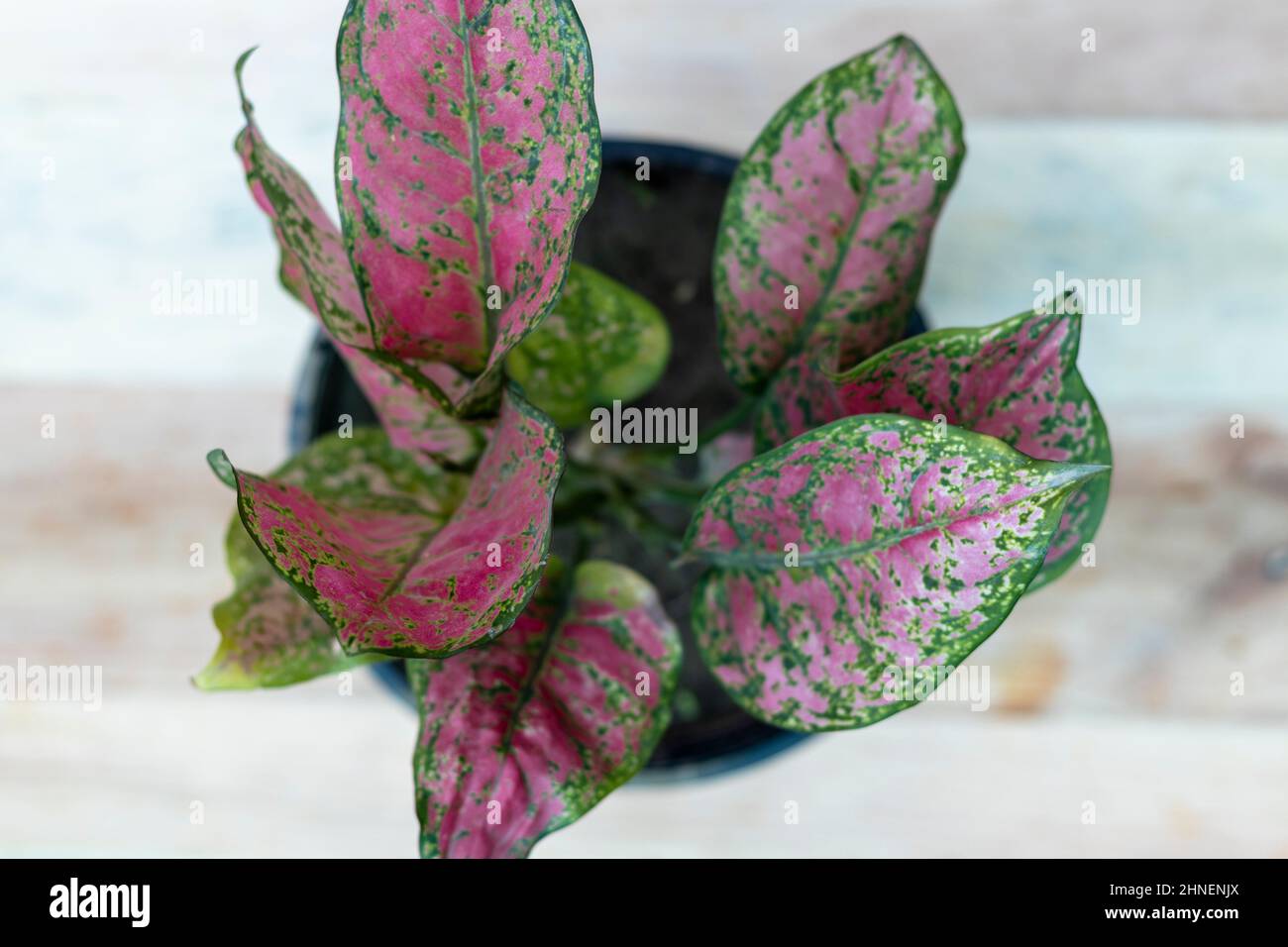 Aglaonema pink chinese evergreen plant with selective focus Stock Photo