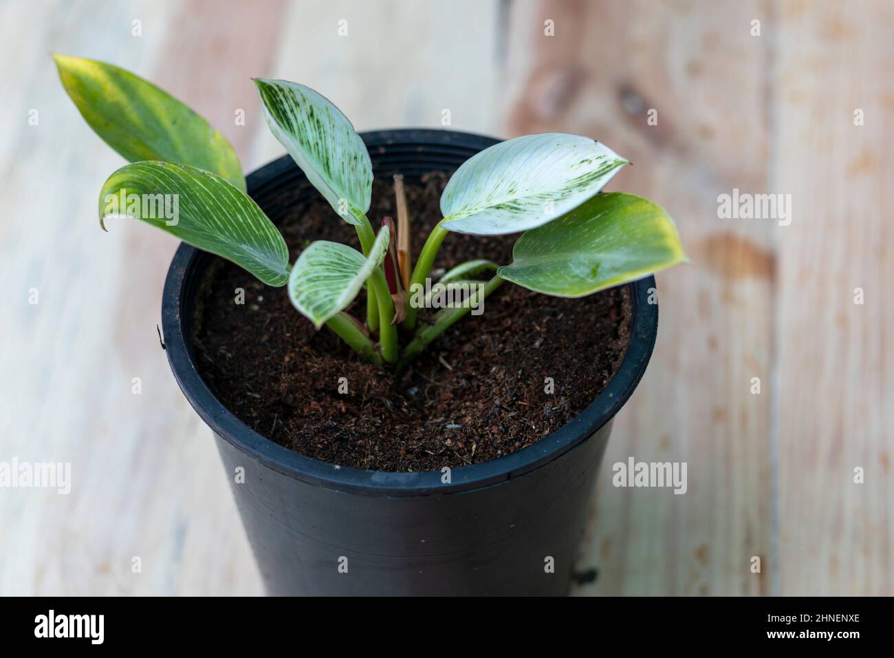 Philodendron Birkin plant with white variegation Stock Photo