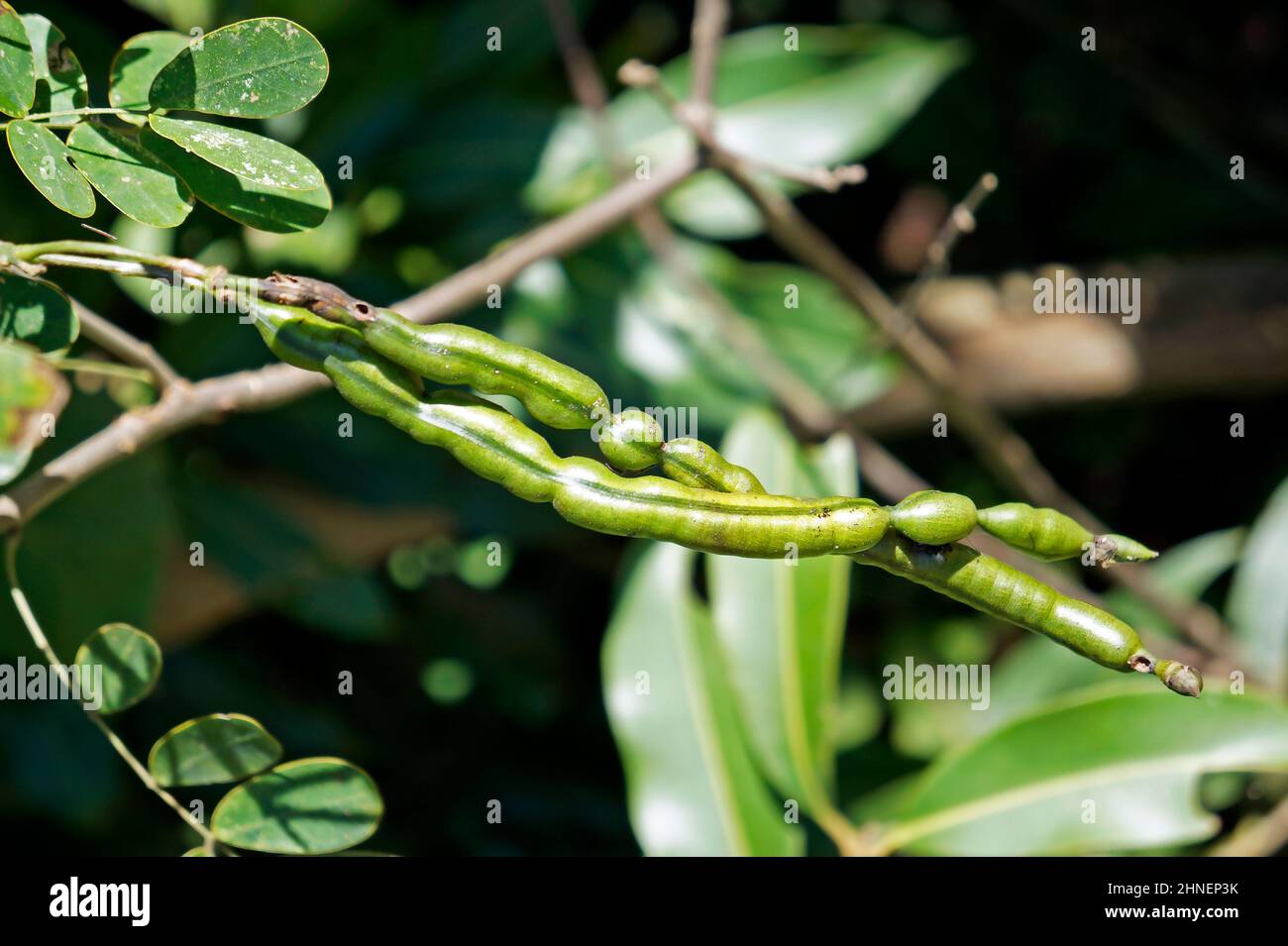 Green seed pods in the tropical rainforest Stock Photo Alamy