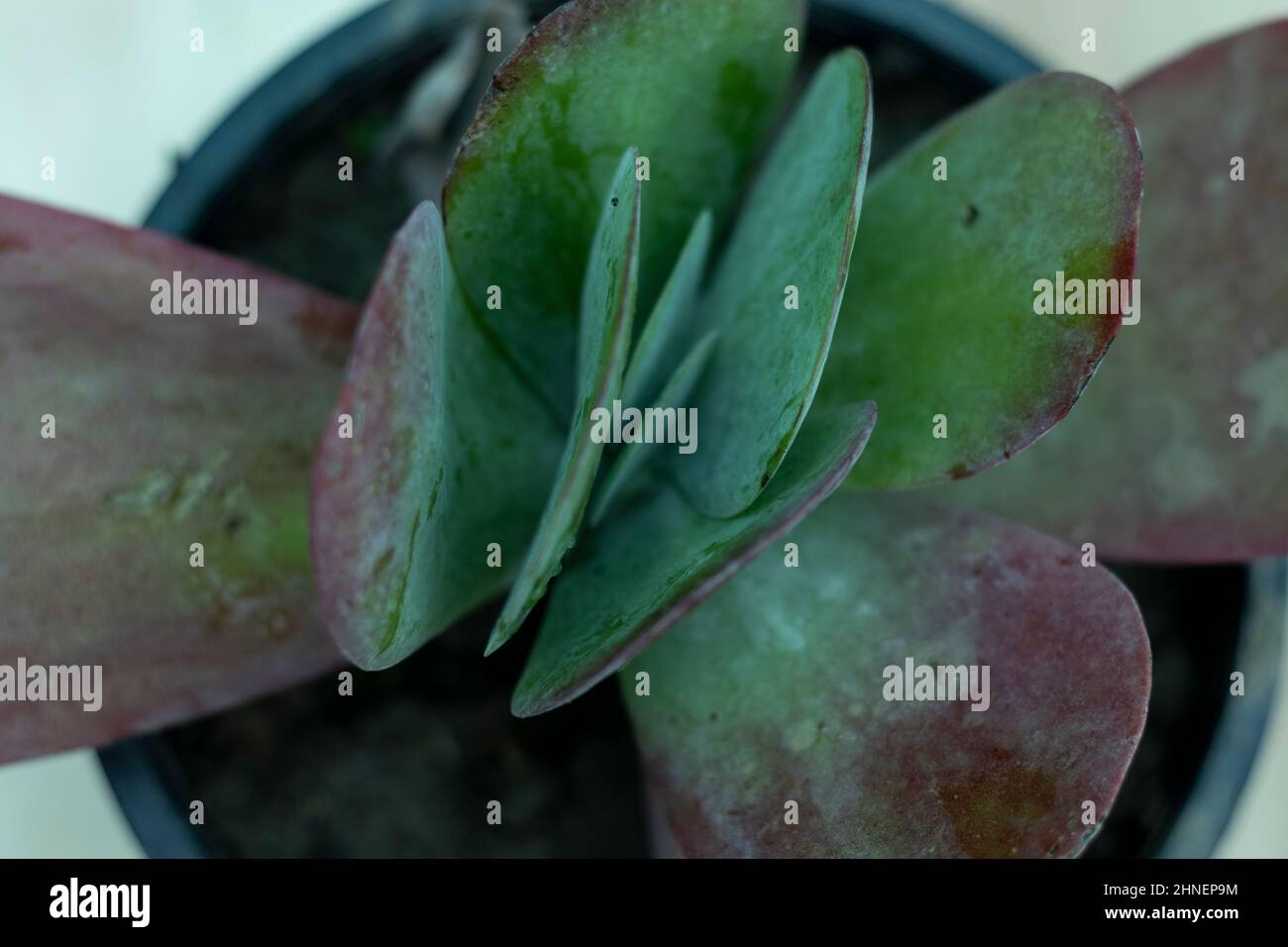 succulent potted Harvest Moon - Potted Live Succulent Garden