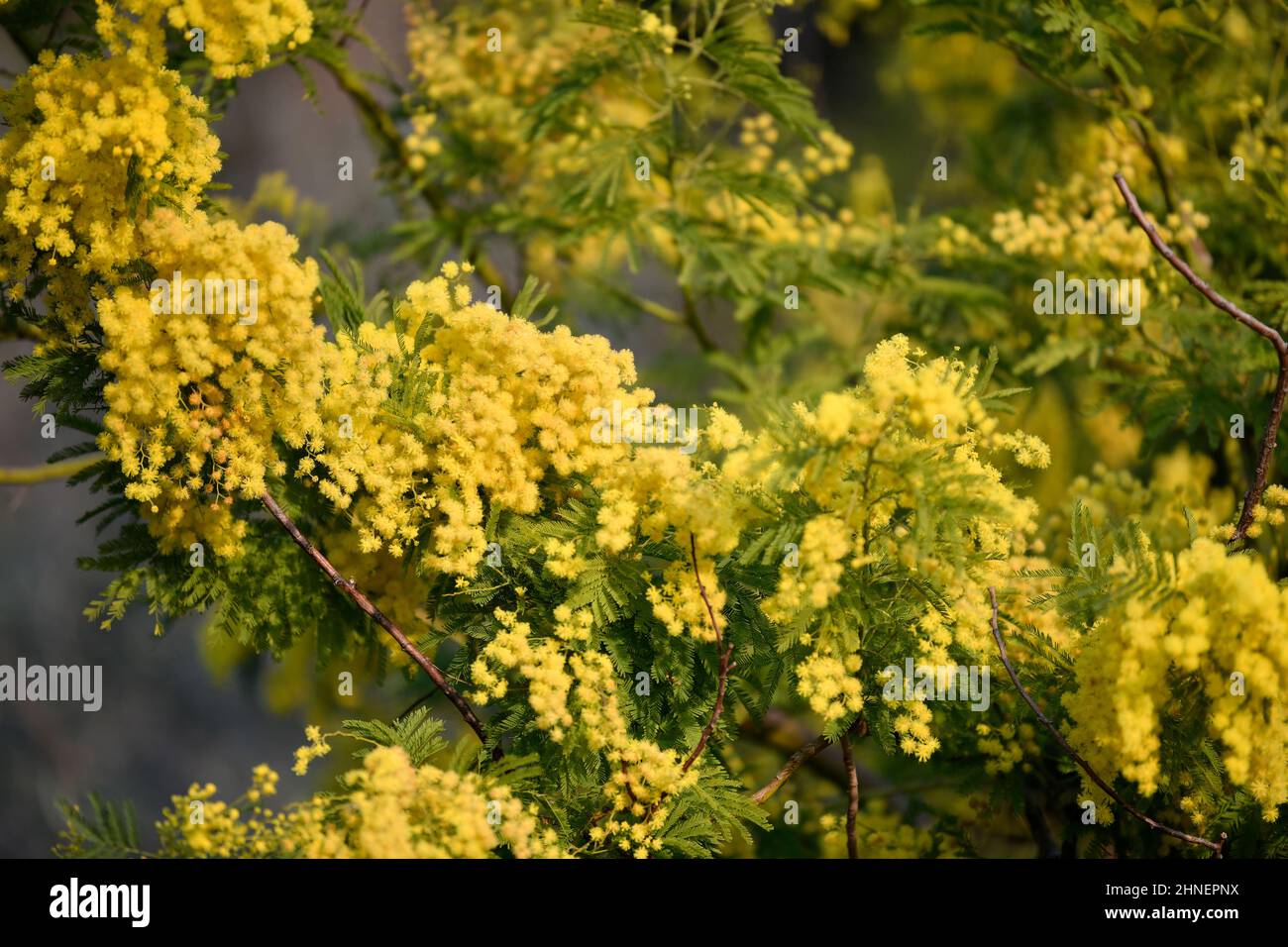 Mimosa, yellow flower, Italy Stock Photo Alamy