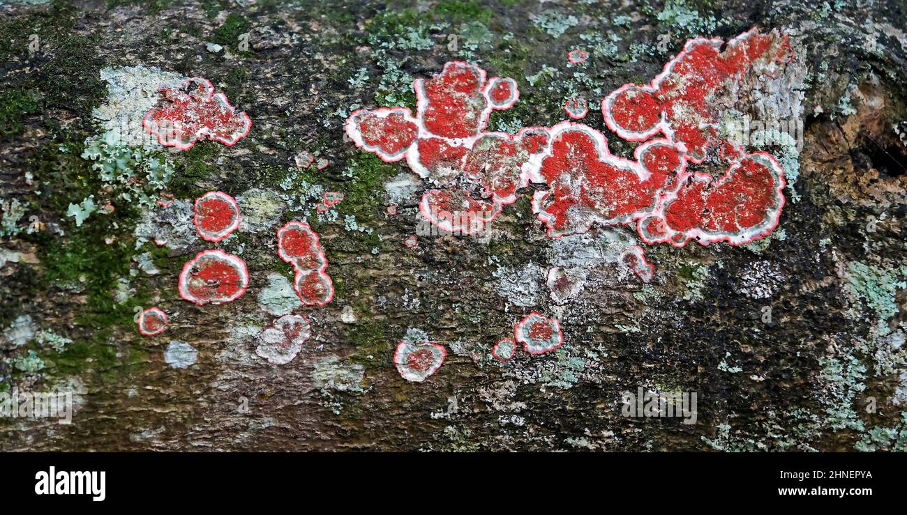 Red lichen on tree branch Stock Photo Alamy