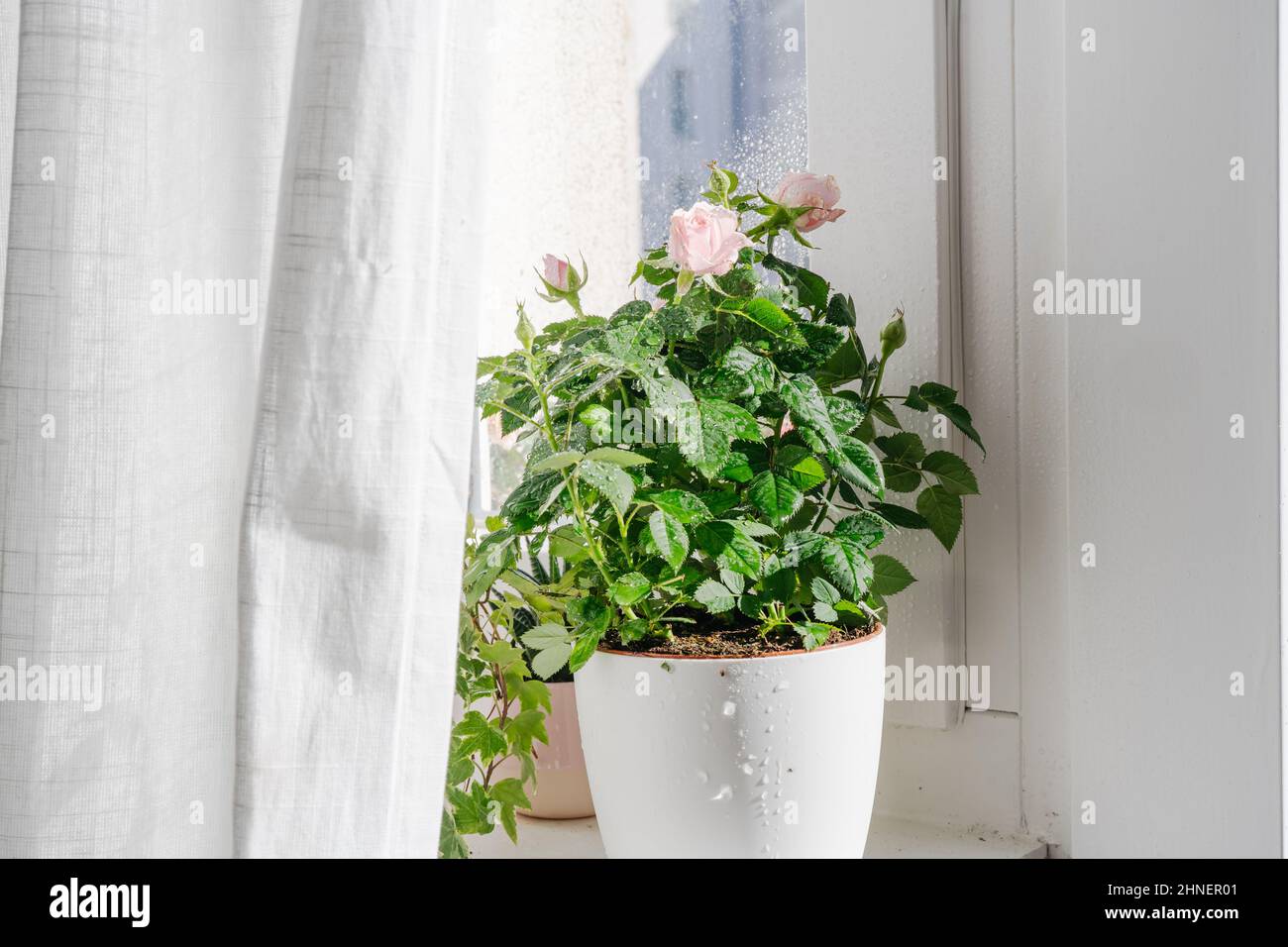 Indoor potted rose with water drops. Home hobby gardening on whiter time Stock Photo