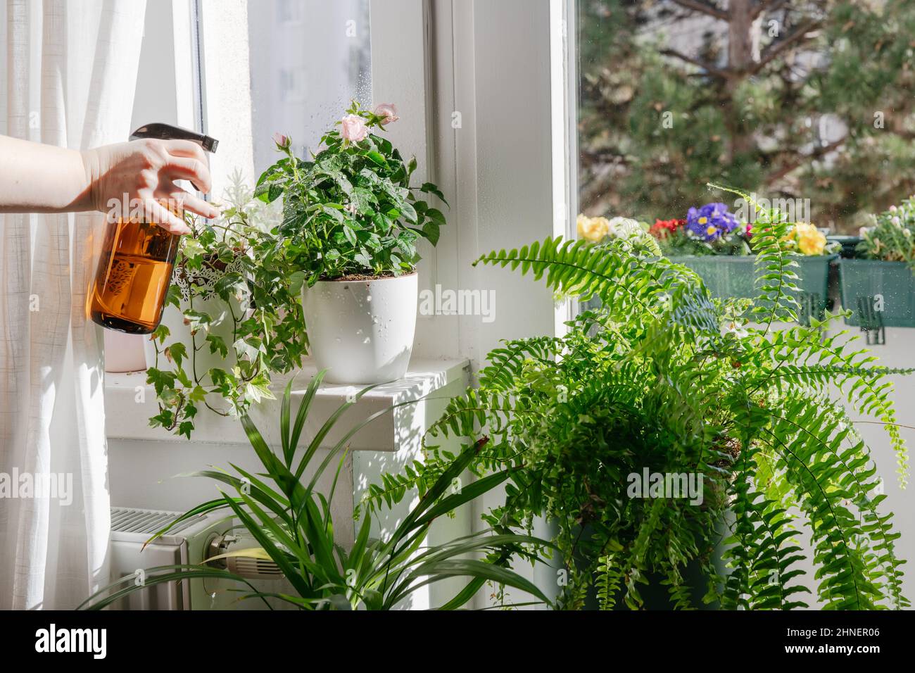 Woman taking care and watering dry indoor green plants. Home gardening and urban jungle concept Stock Photo