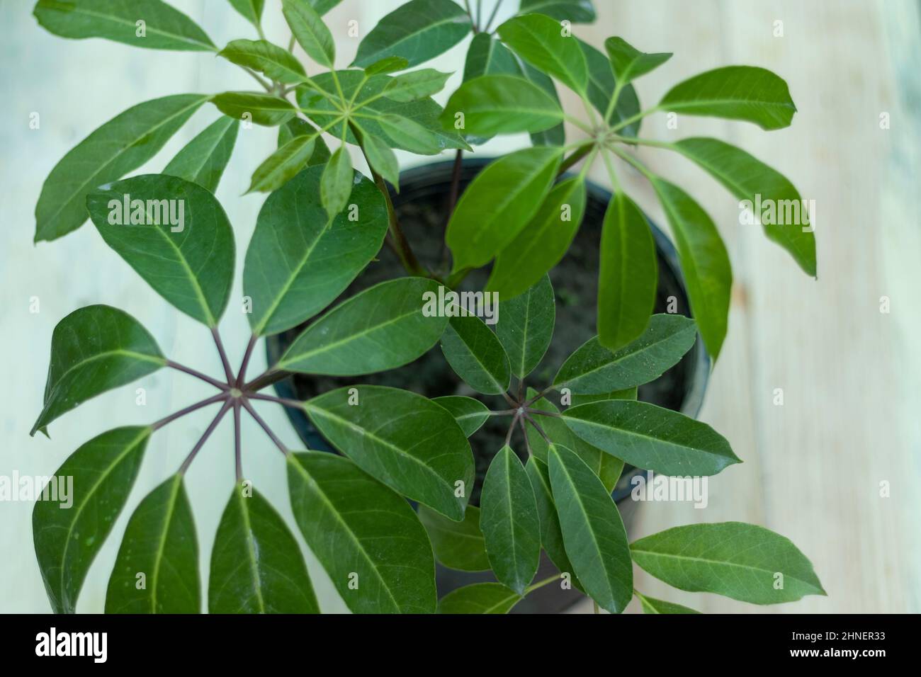Schefflera actinophylla amate umbrella tree Stock Photo Alamy