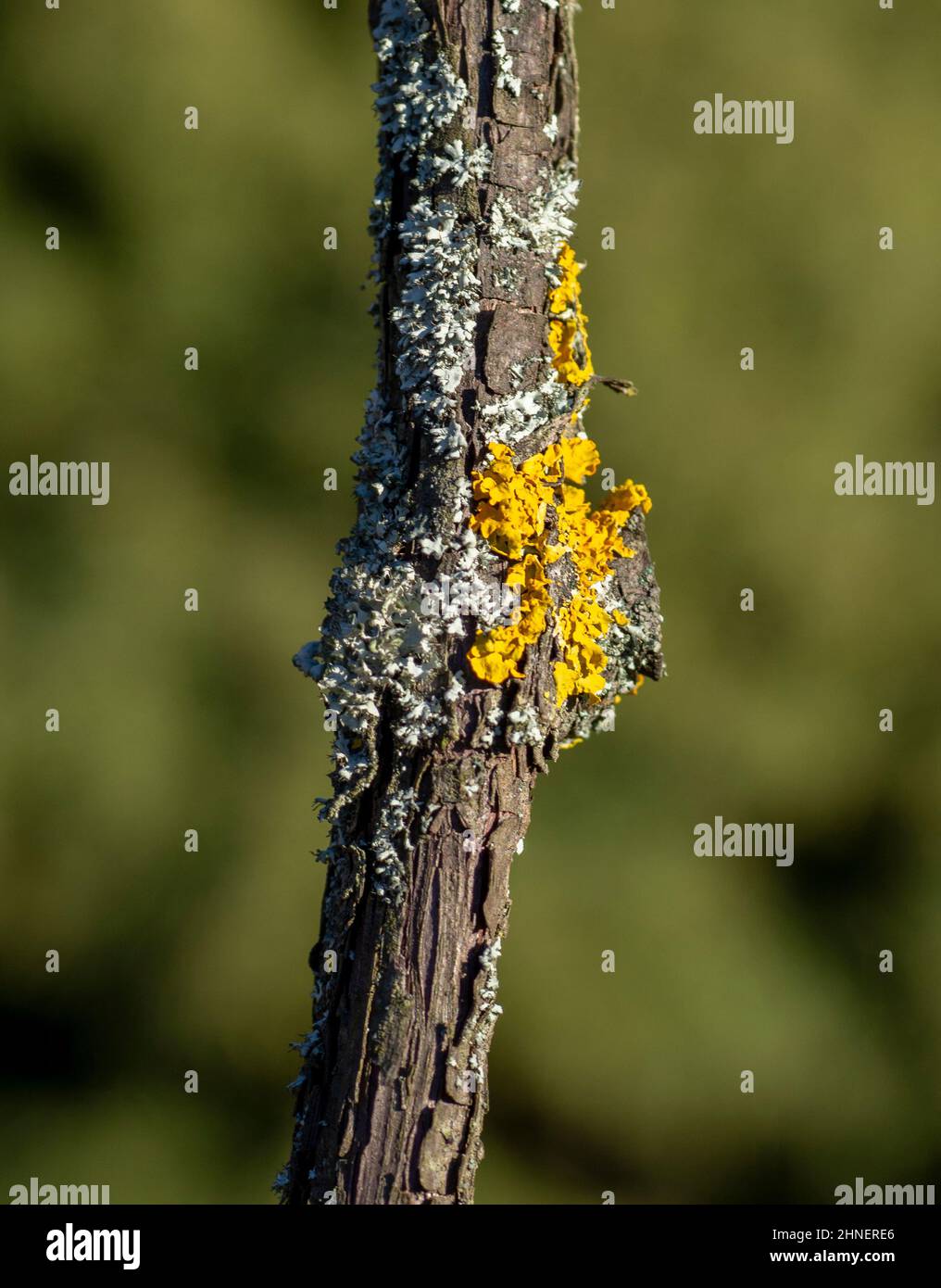 Common orange lichen (Xanthoria parietina), also known as yellow scale, maritime sunburst lichen and shore lichen on the grapevine plant branch. Stock Photo
