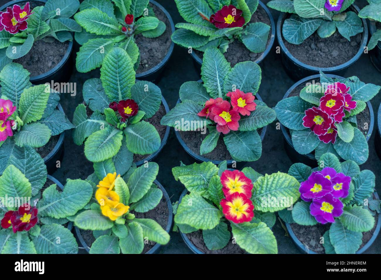 Primrose beautiful plants in spring Stock Photo