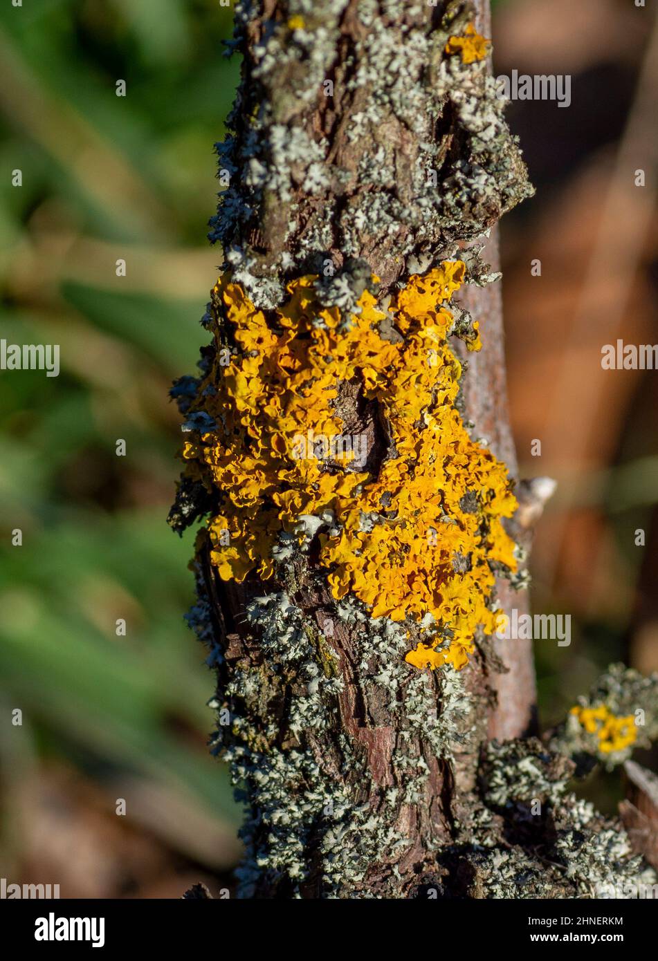 Common orange lichen (Xanthoria parietina), also known as yellow scale, maritime sunburst lichen and shore lichen on the grapevine plant branch. Stock Photo