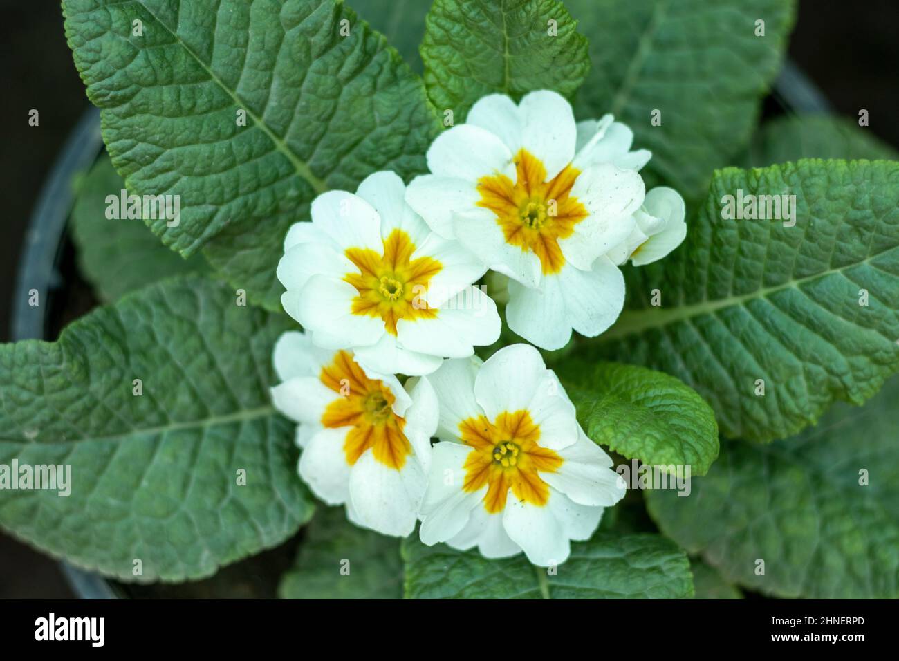 White primrose plant closeup view Stock Photo