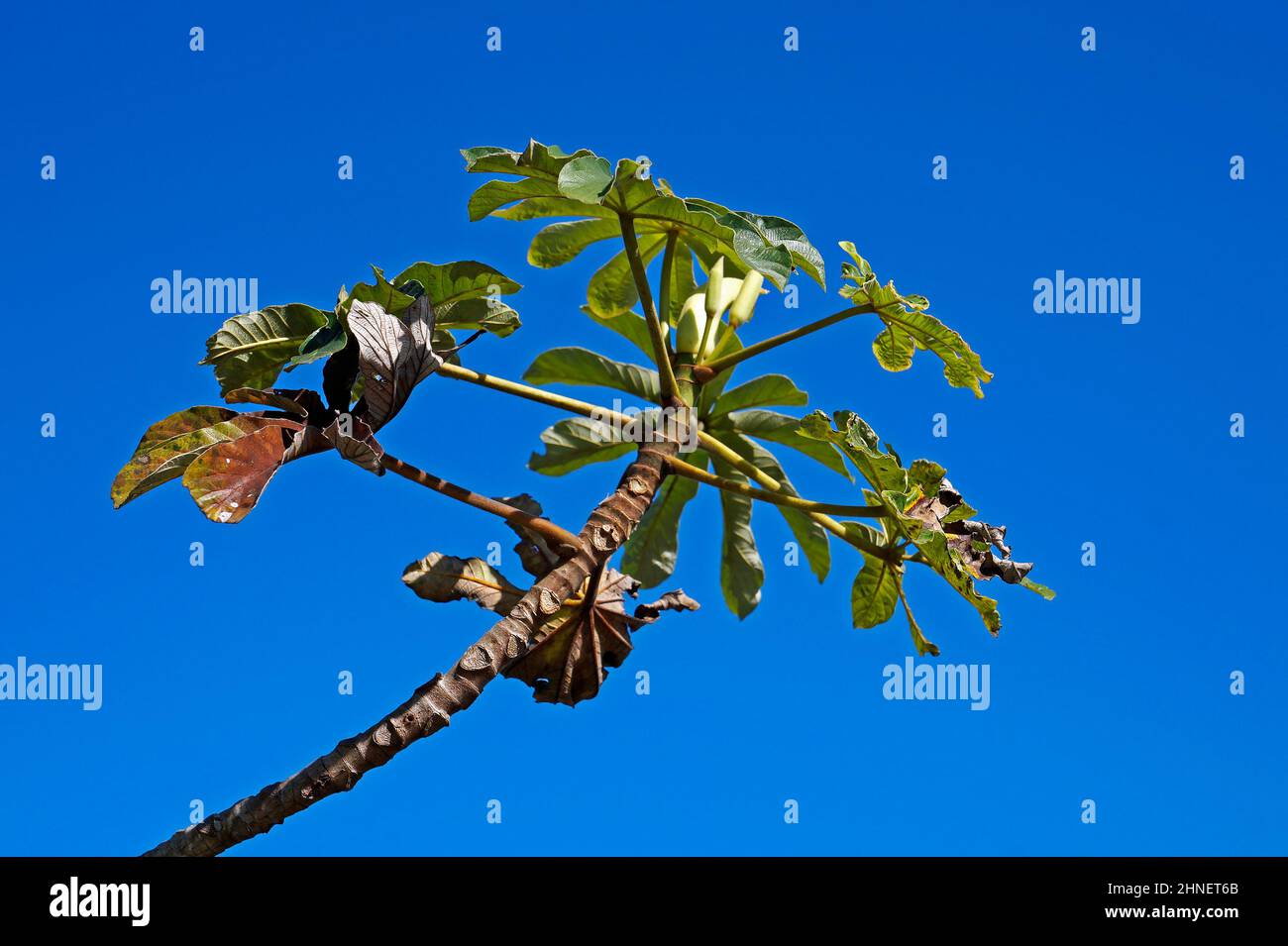 Snakewood tree (Cecropia peltata), Rio Stock Photo