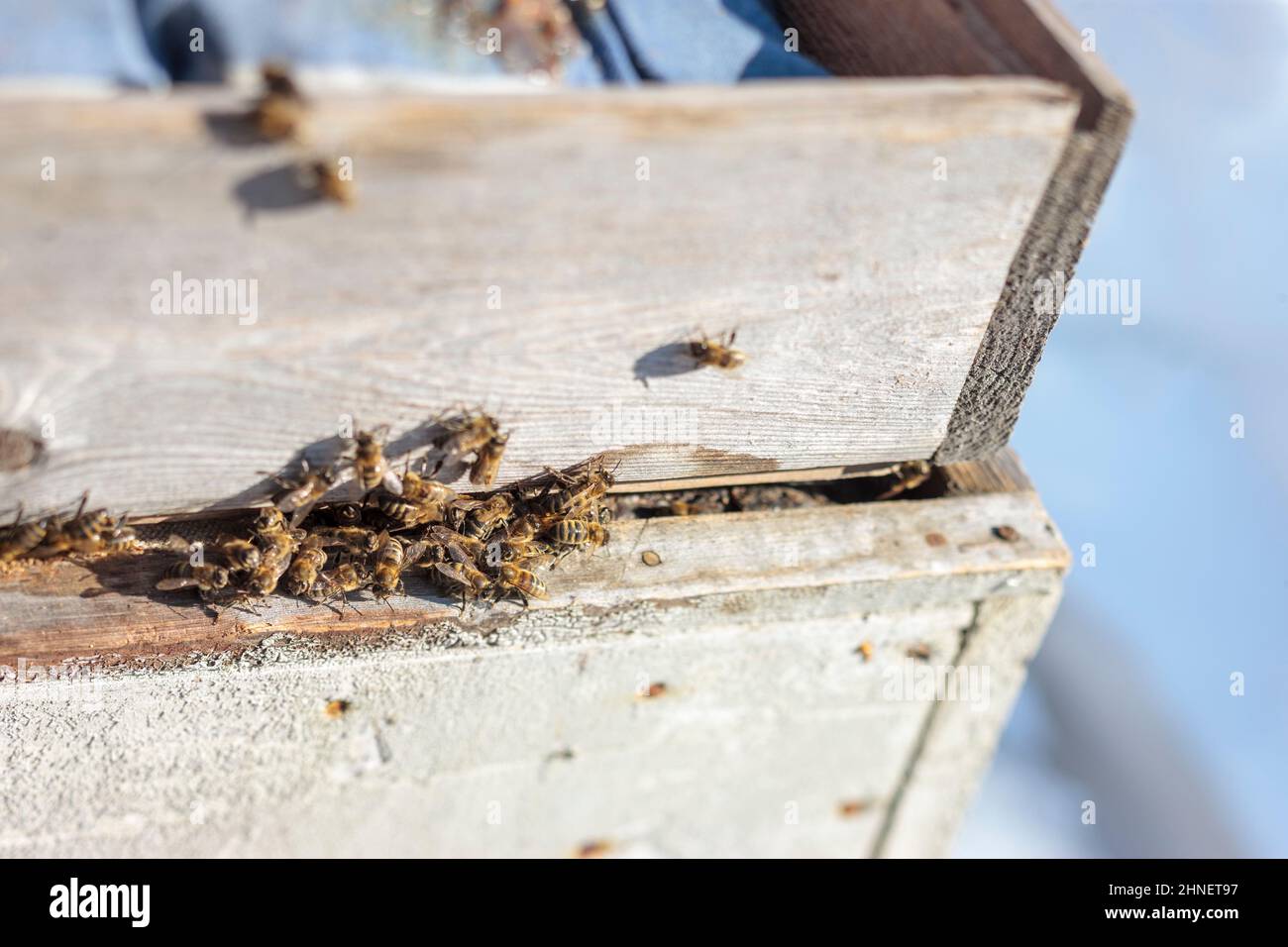 Macro shot of a group of bees warming on a hive, springtime shot Stock Photo