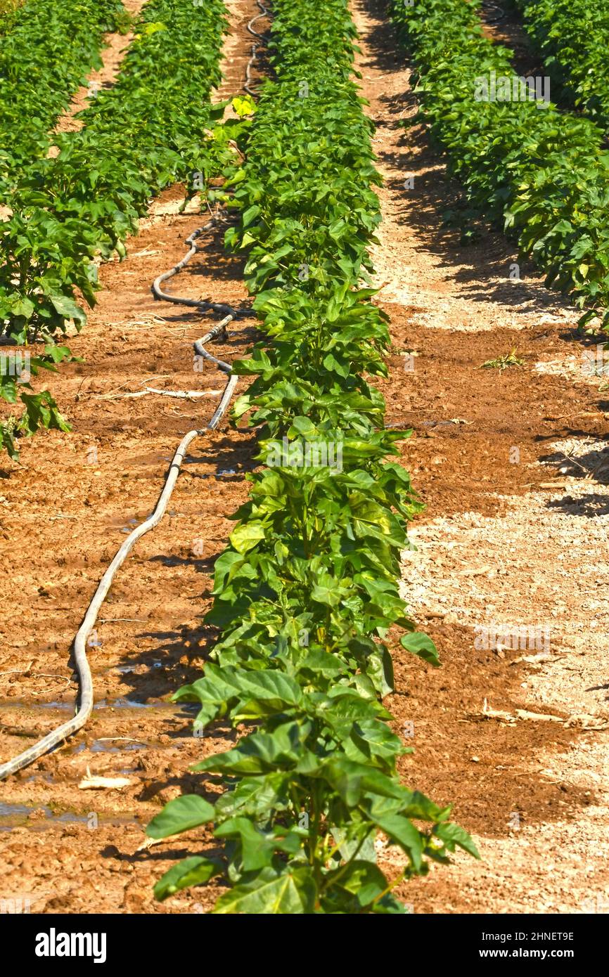Drip irrigation system in the field Stock Photo Alamy