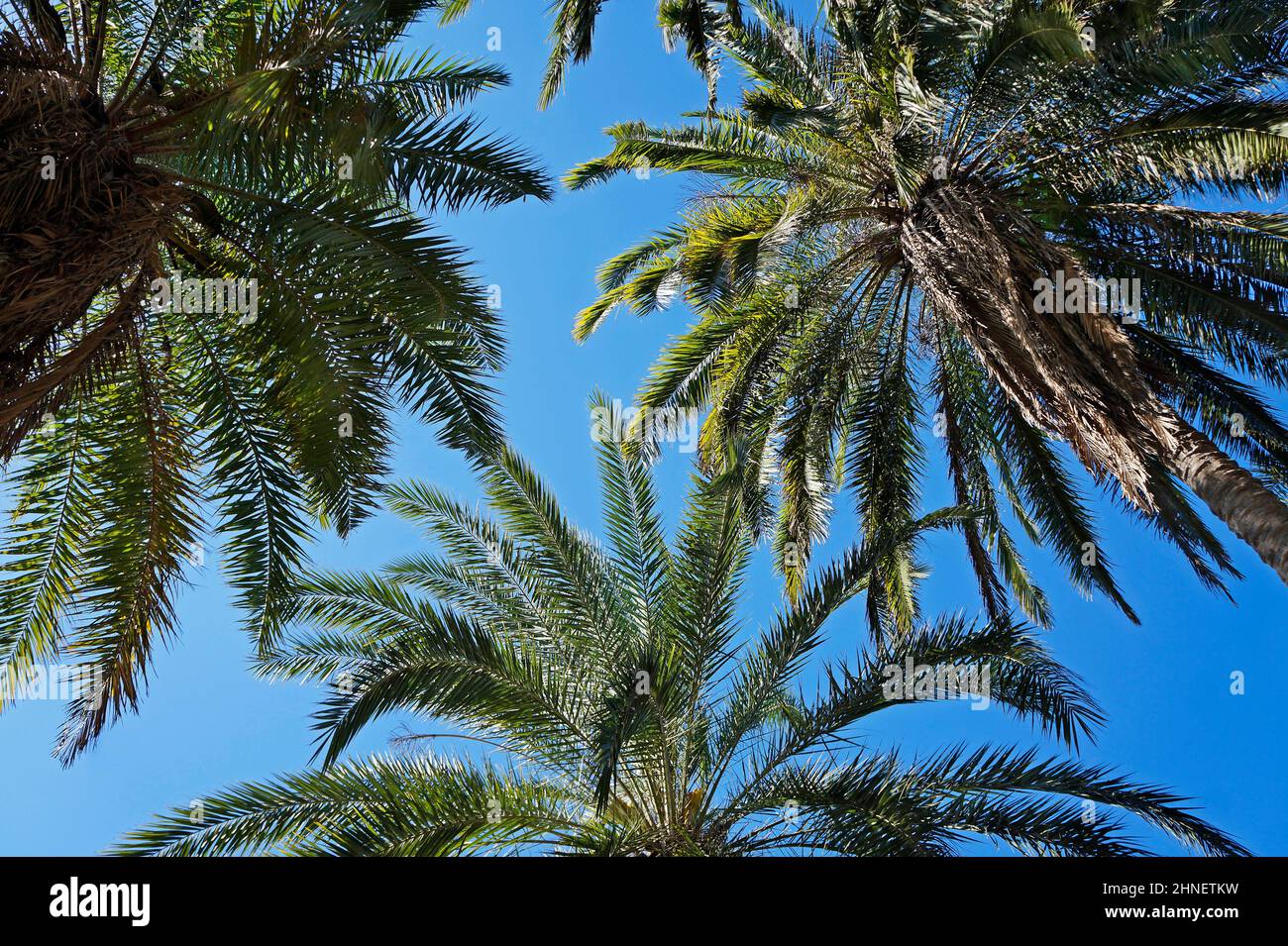 Date palm tree hi-res stock photography and images - Alamy