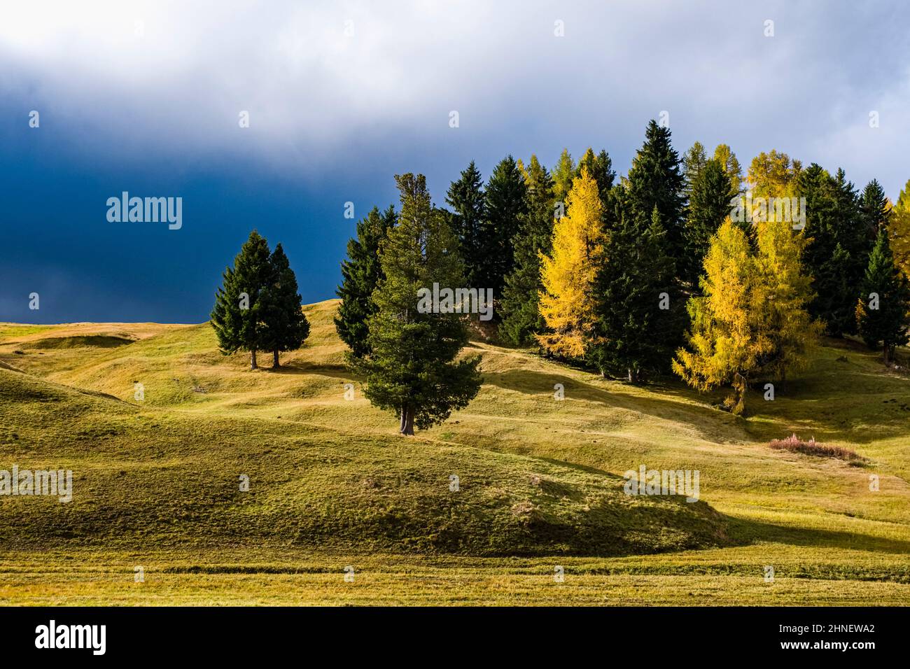 Hilly agricultural countryside with pastures and colorful trees at Seiser Alm in autumn. Stock Photo