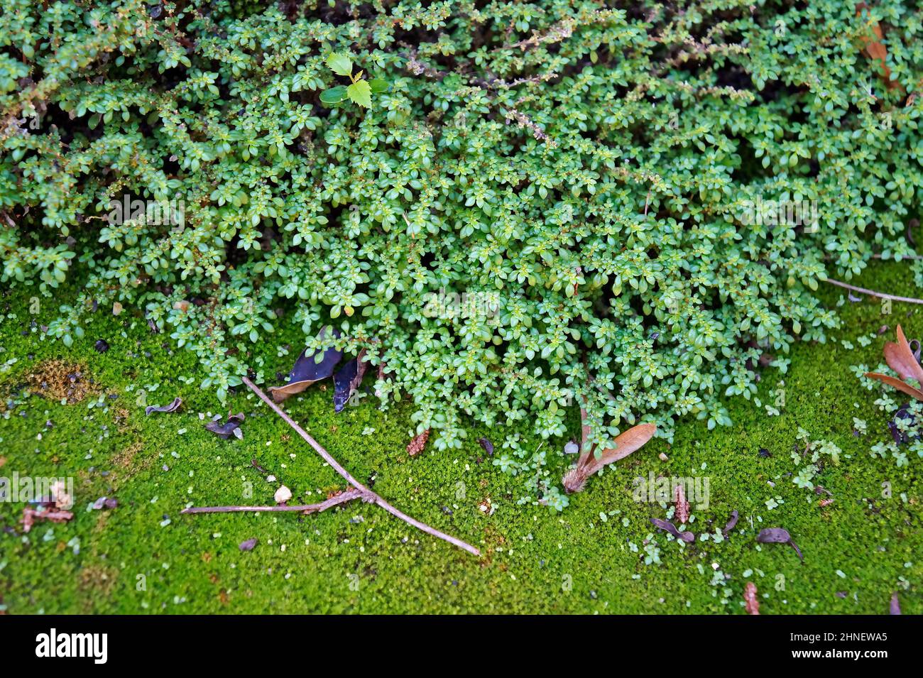 Rock-weed, artillery plant or gunpowder plant (Pilea microphylla Stock ...