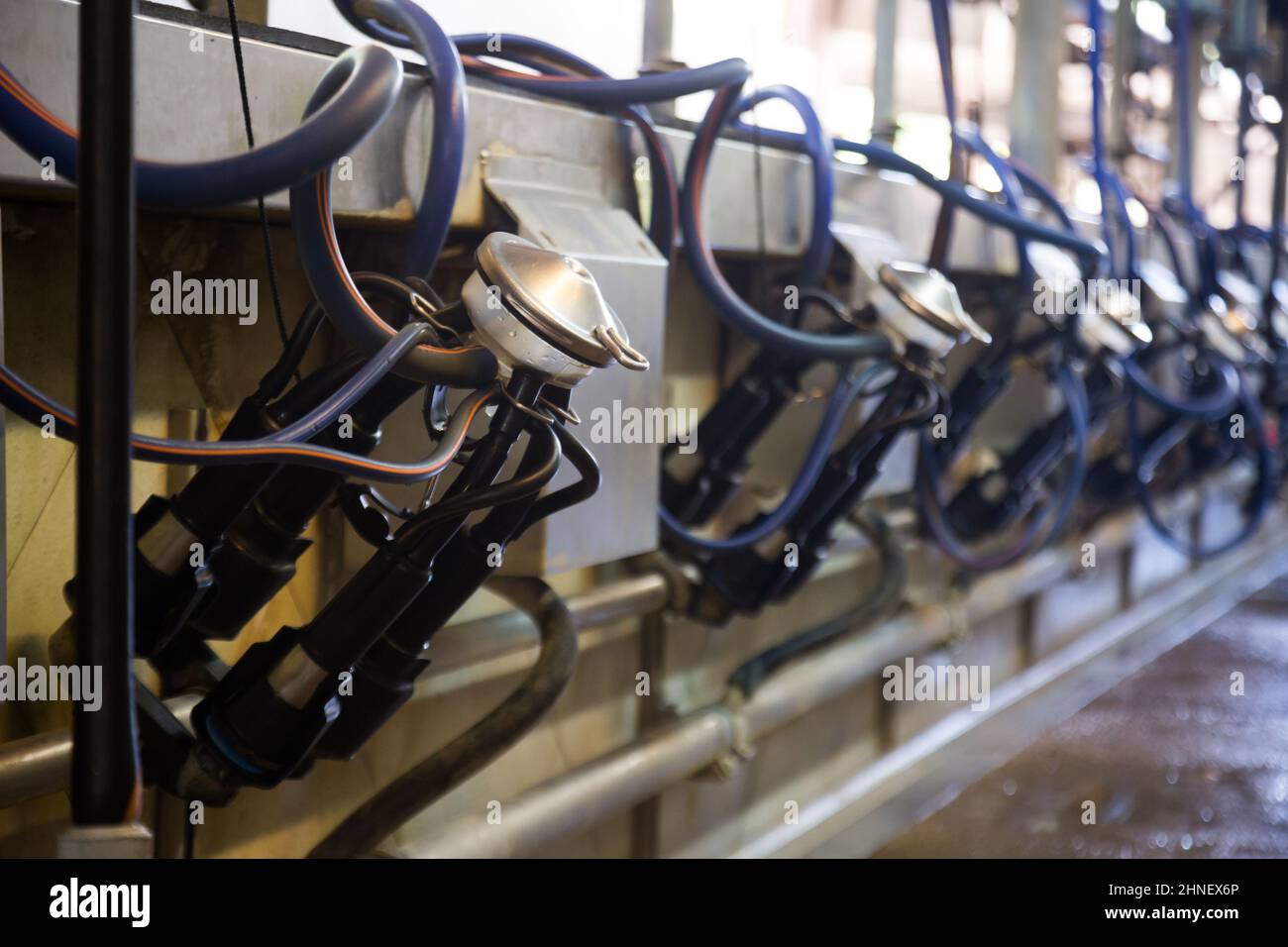 Close up of automatic milking cluster Stock Photo
