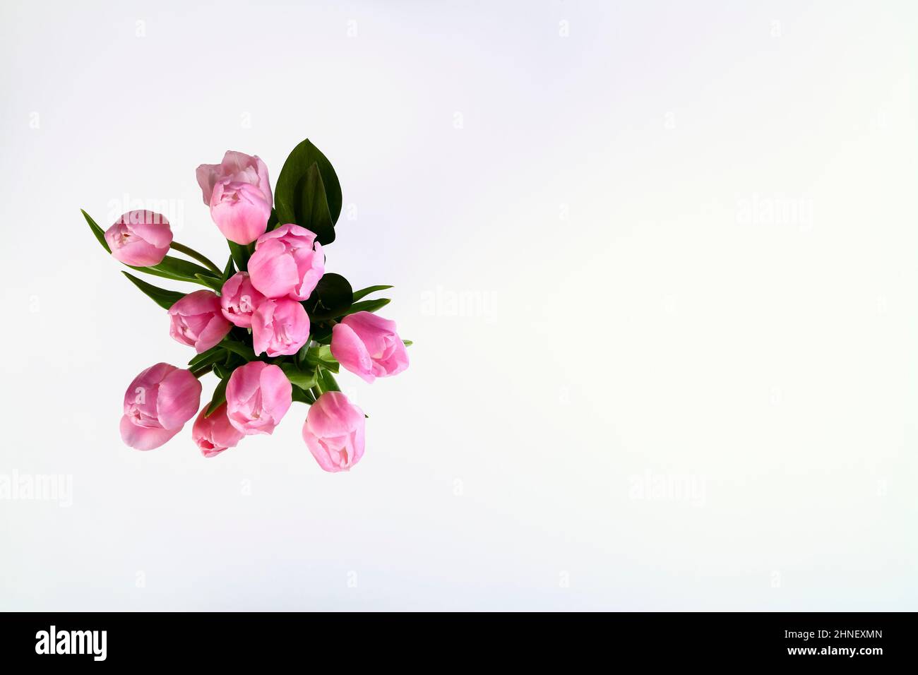 Bunch of pink tulips tulipa isolated on a white background with copy ...