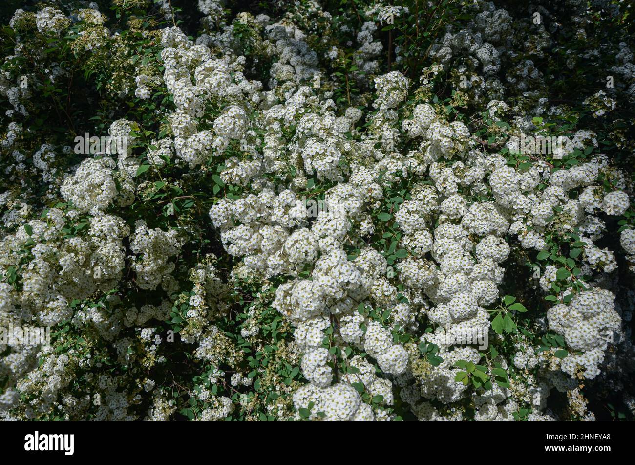 Nature texture of white flowers in spring Stock Photo