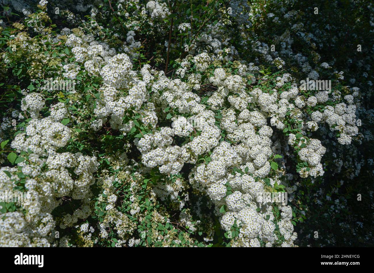 Nature texture of white flowers in spring Stock Photo
