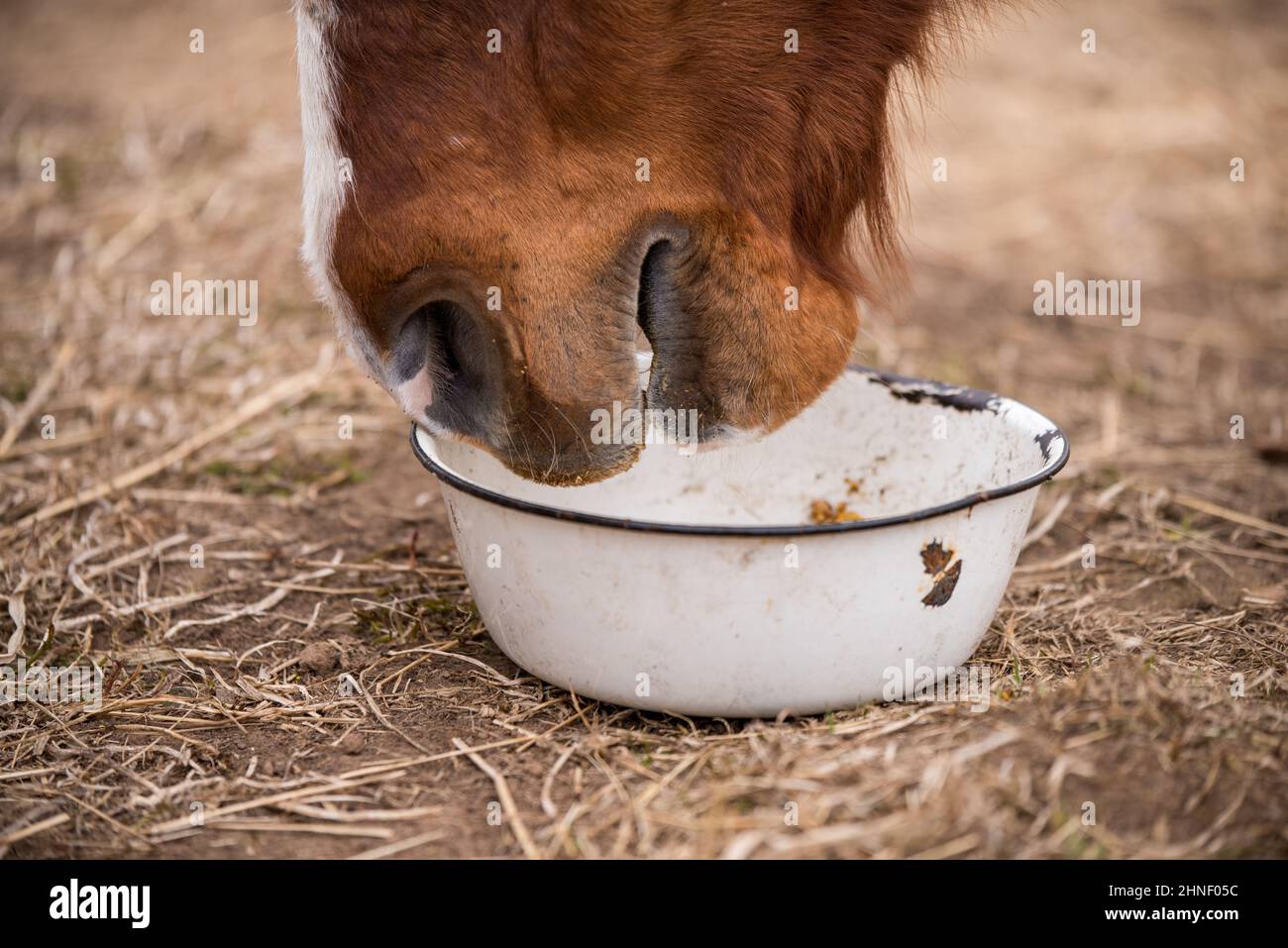 Red bay horse eating her feed out of a rubber pan in pasture Stock