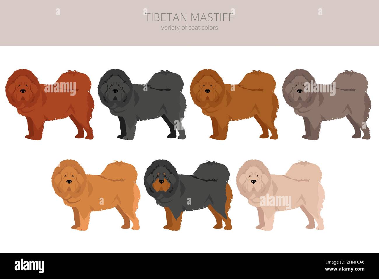 Tibetan mastiff clipart. Different poses, coat colors set.  Vector illustration Stock Vector