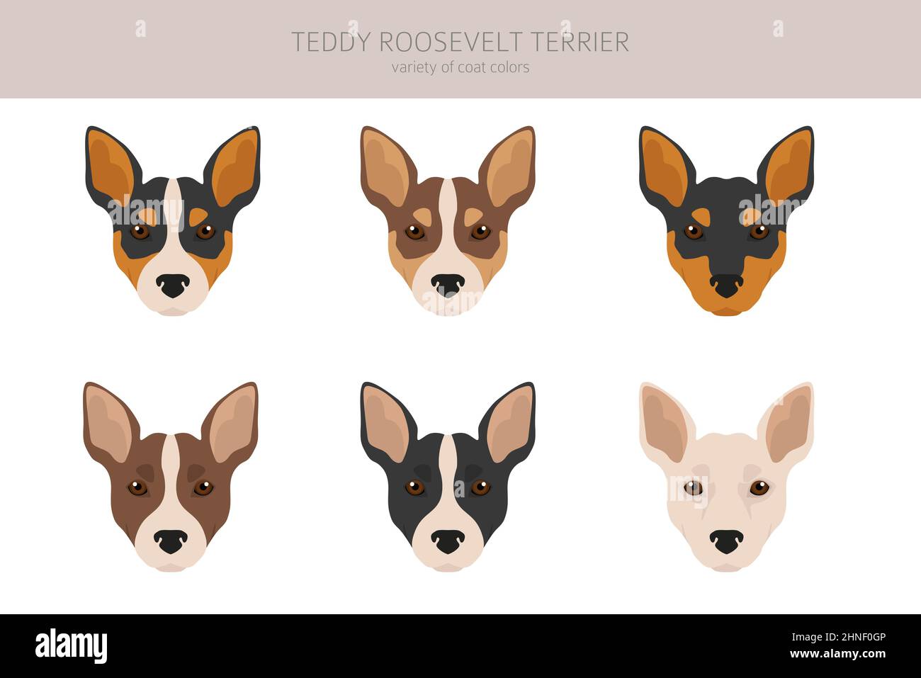 Teddy Roosevelt terrier clipart. Different poses, coat colors set.  Vector illustration Stock Vector