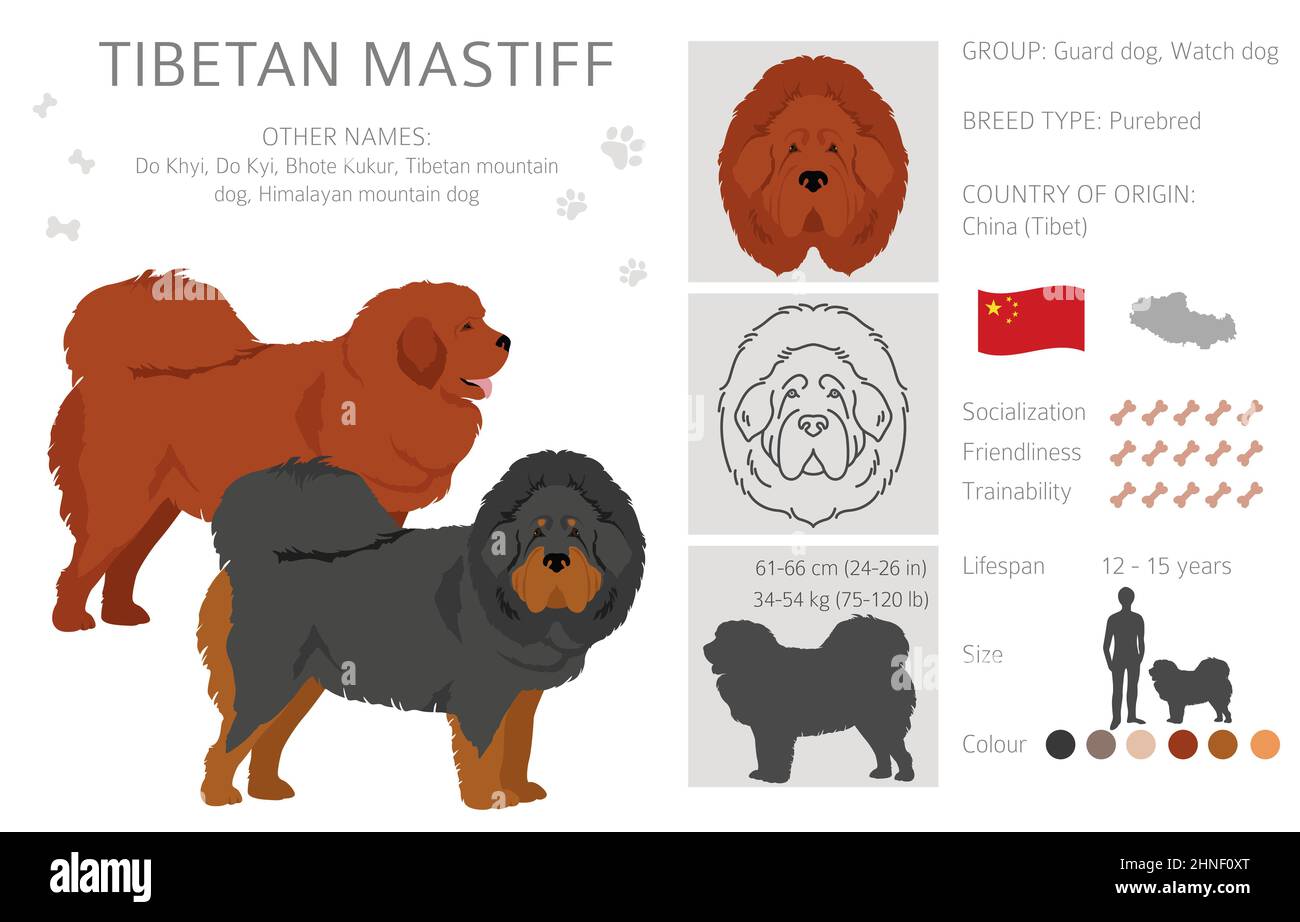 Tibetan Mastiff Coat Colors At Juanita Morris Blog