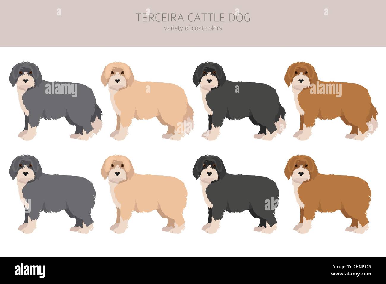 Terceira Cattle dog clipart. Different poses, coat colors set.  Vector illustration Stock Vector