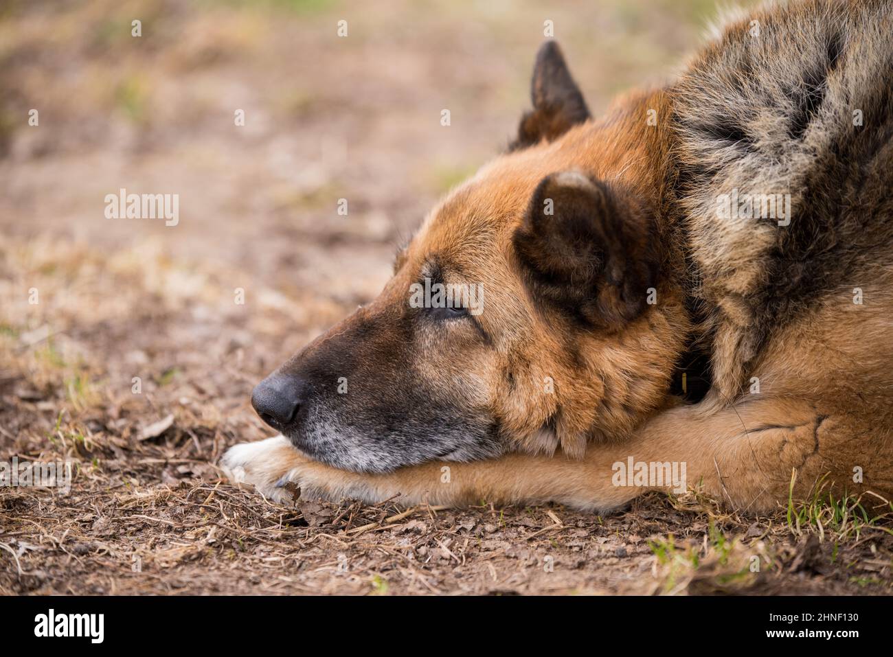 German shepherd dog sleeping hi-res stock photography and images - Alamy
