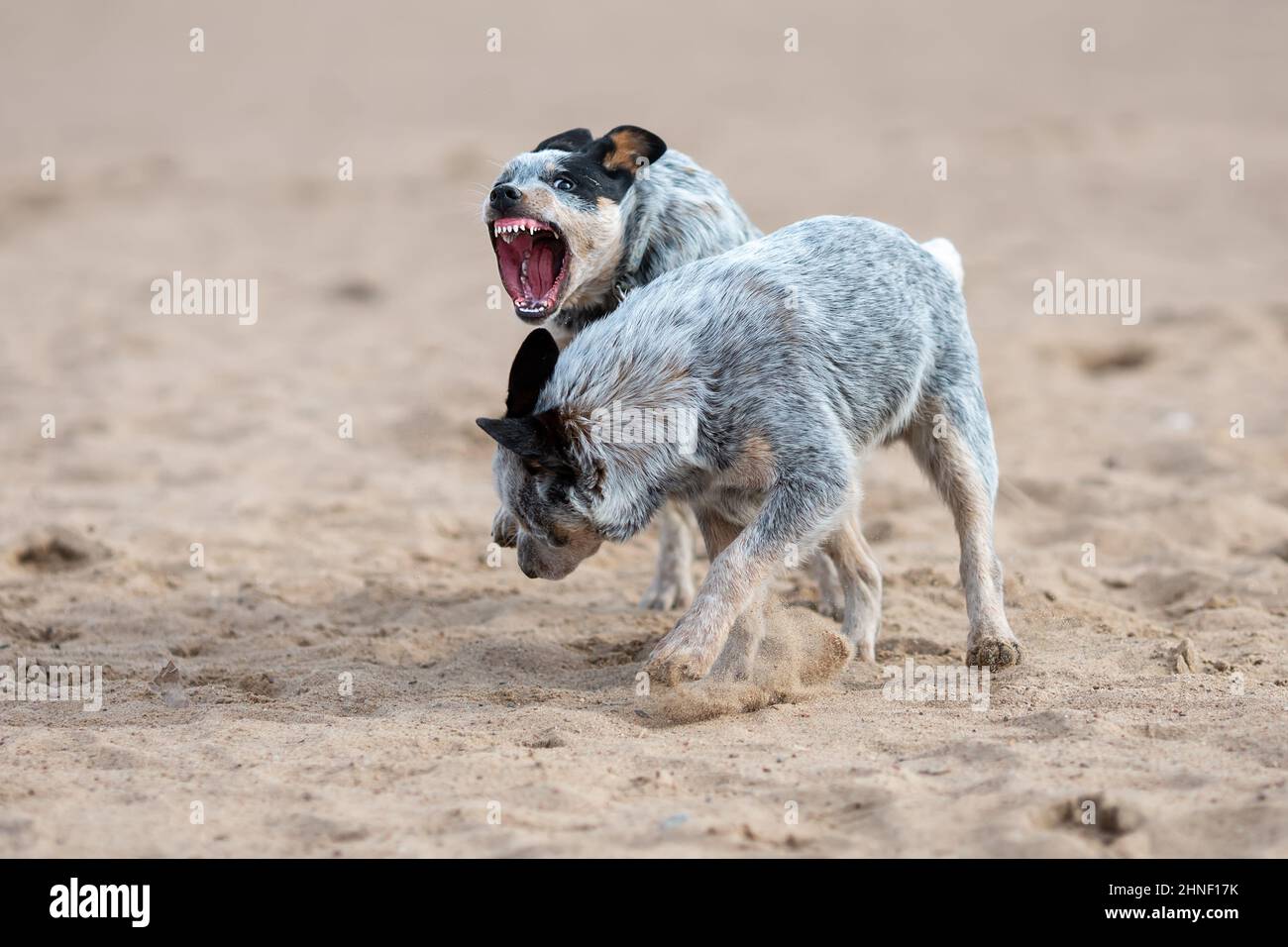 Blue heeler aggression hot sale
