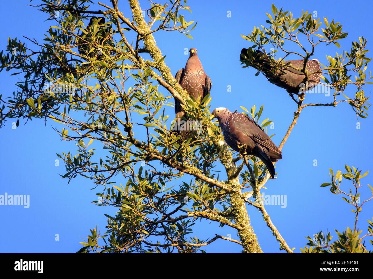 African Olive Pigeons in a tree Stock Photo