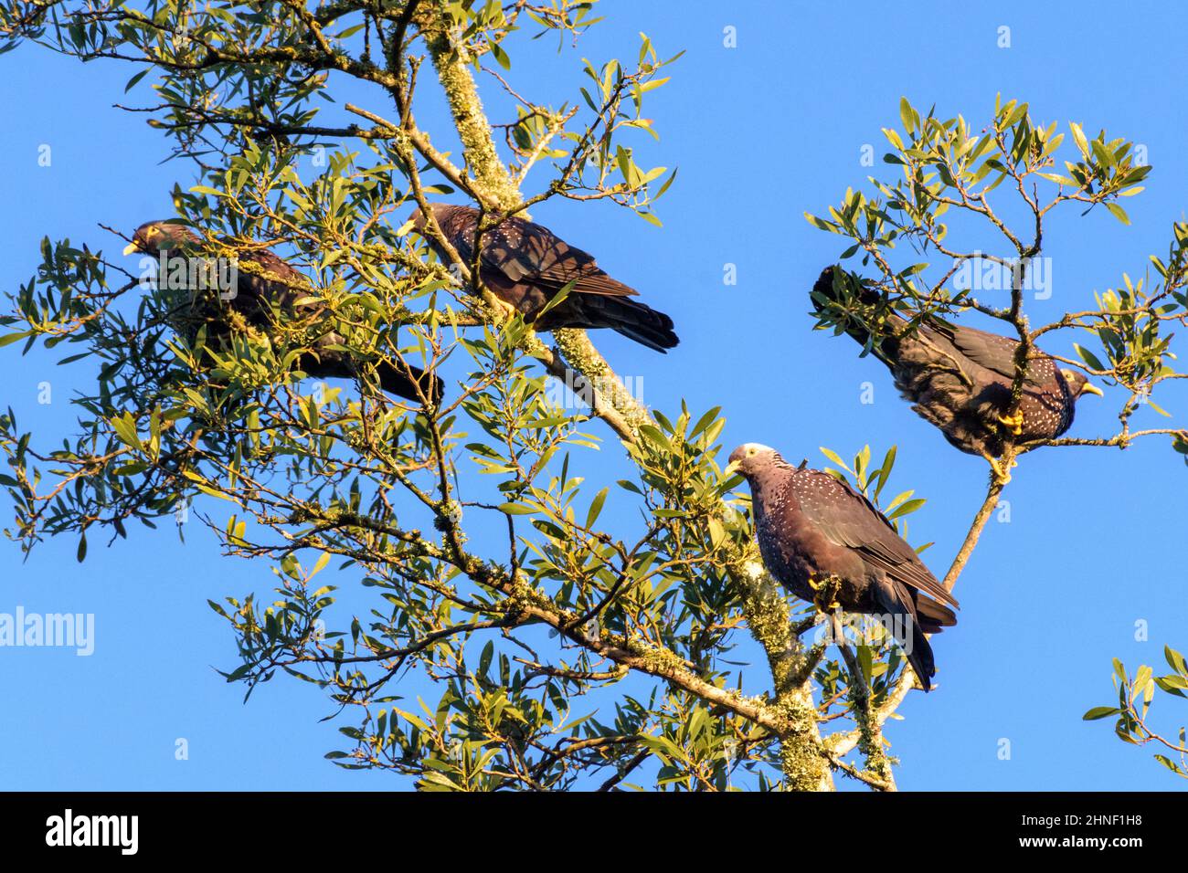 African Olive Pigeons in a tree Stock Photo