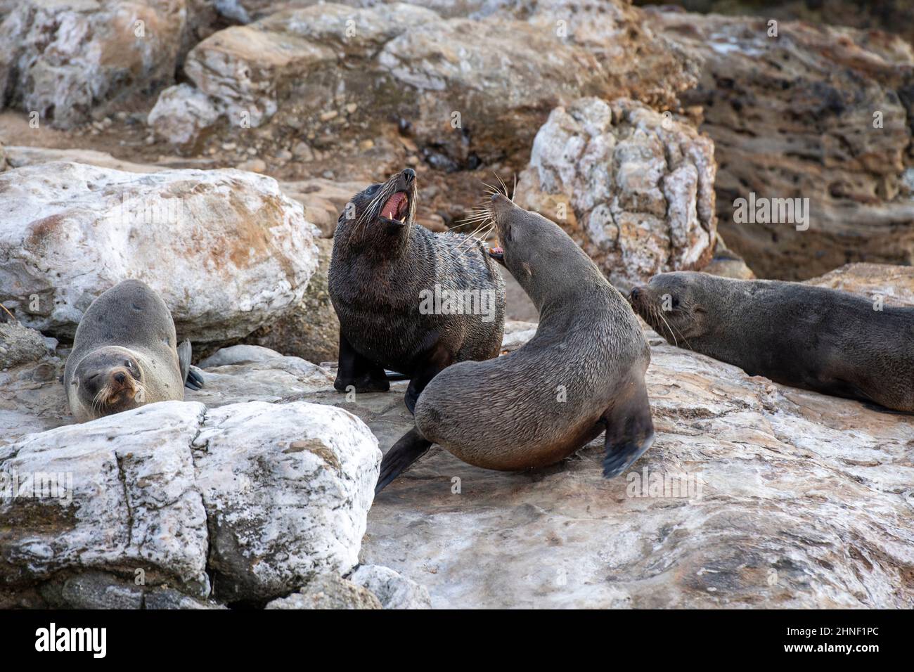 NZ Fur Seals Stock Photo