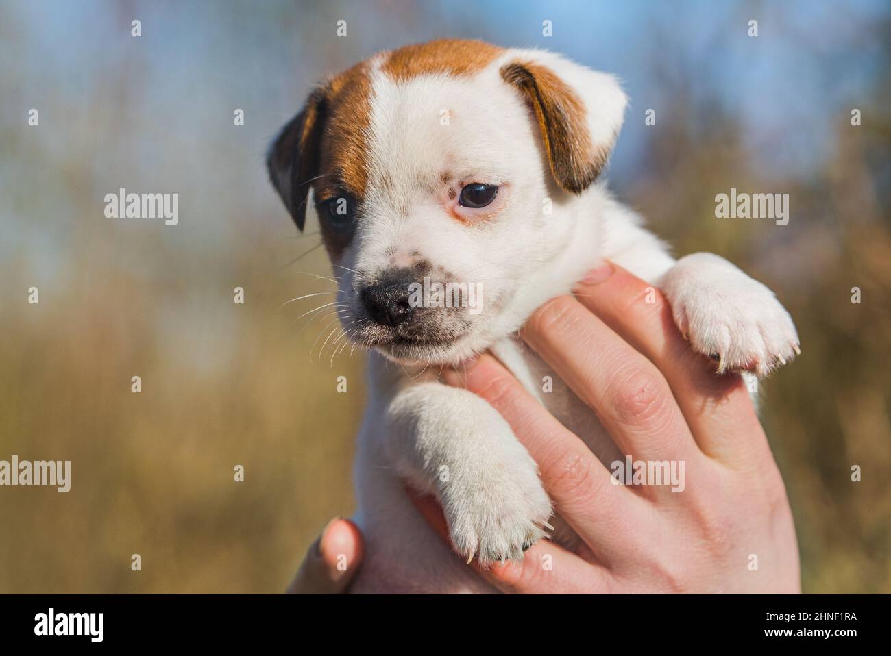 Woman adopted a puppy from an animal shelter Stock Photo Alamy