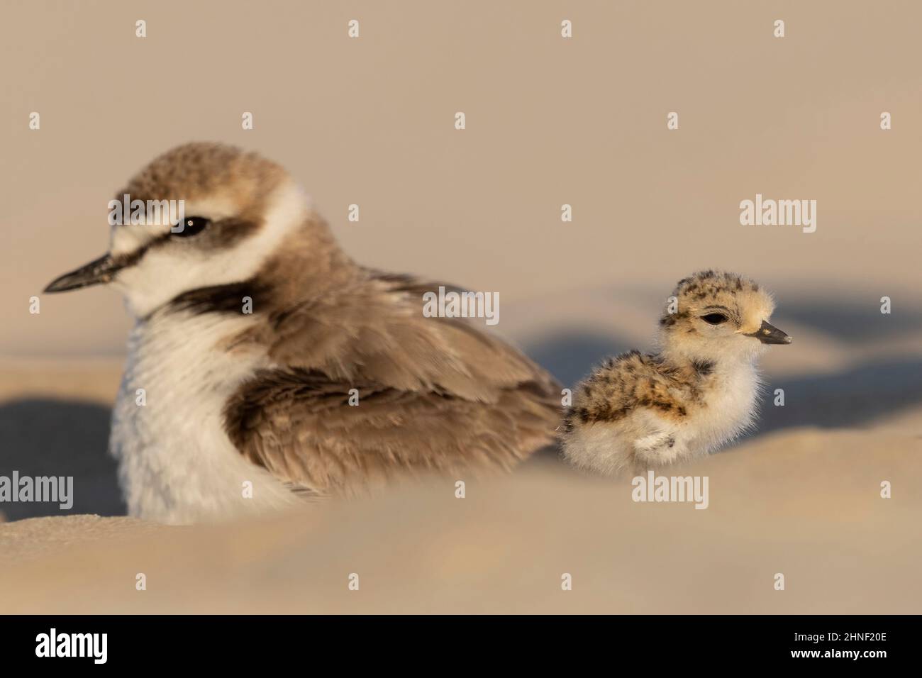 Kentish plover, father and baby bird Stock Photo - Alamy