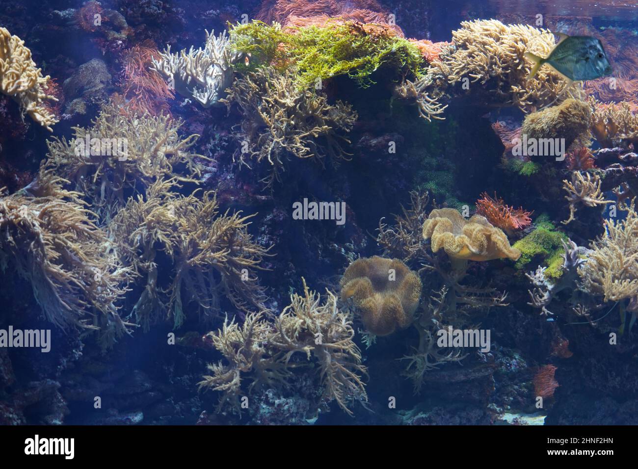 Underwater sea life. Tropical coral reef background. Copy space is available. Stock Photo