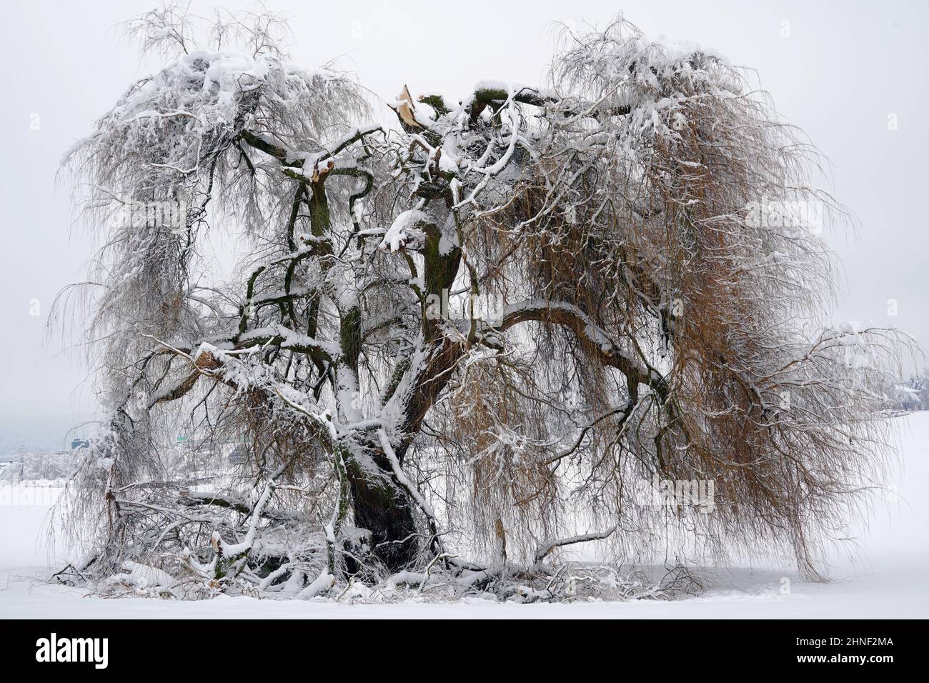 Willow Tree In Winter