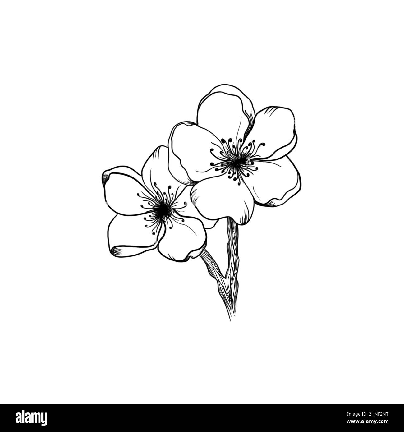 Cherry Blossom Tattoo Black And White Stock Photos Images Alamy