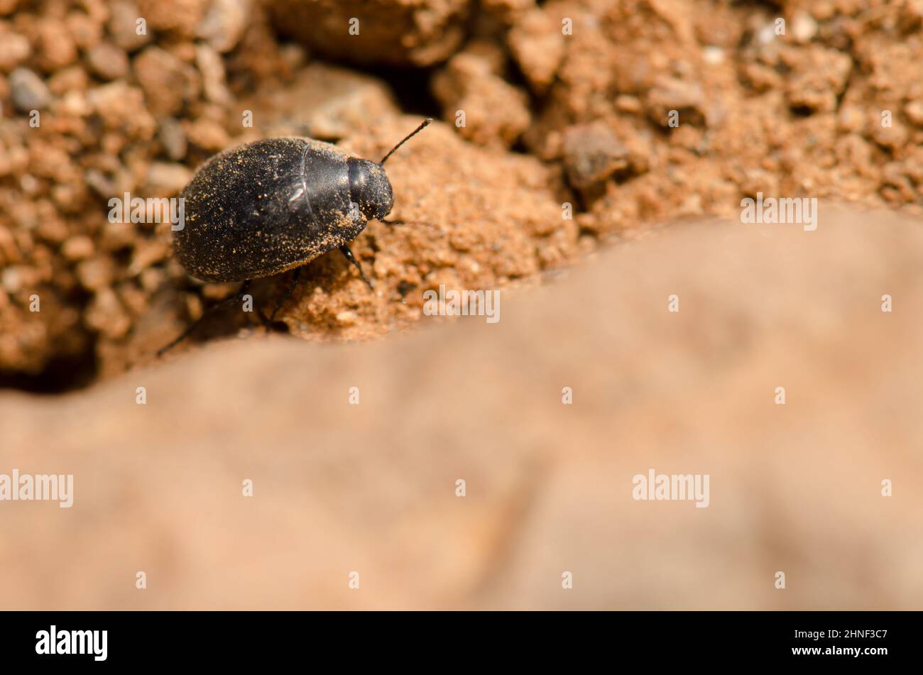 Beetle Zophosis bicarinata bicarinata on the ground. Aguimes. Gran Canaria. Canary Islands. Spain. Stock Photo