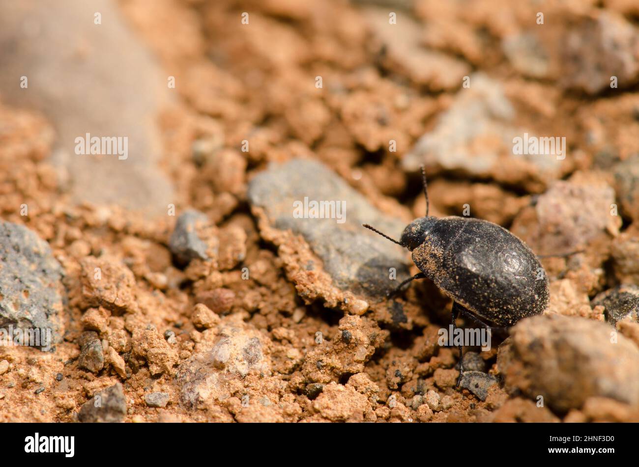 Beetle Zophosis bicarinata bicarinata on the ground. Aguimes. Gran Canaria. Canary Islands. Spain. Stock Photo