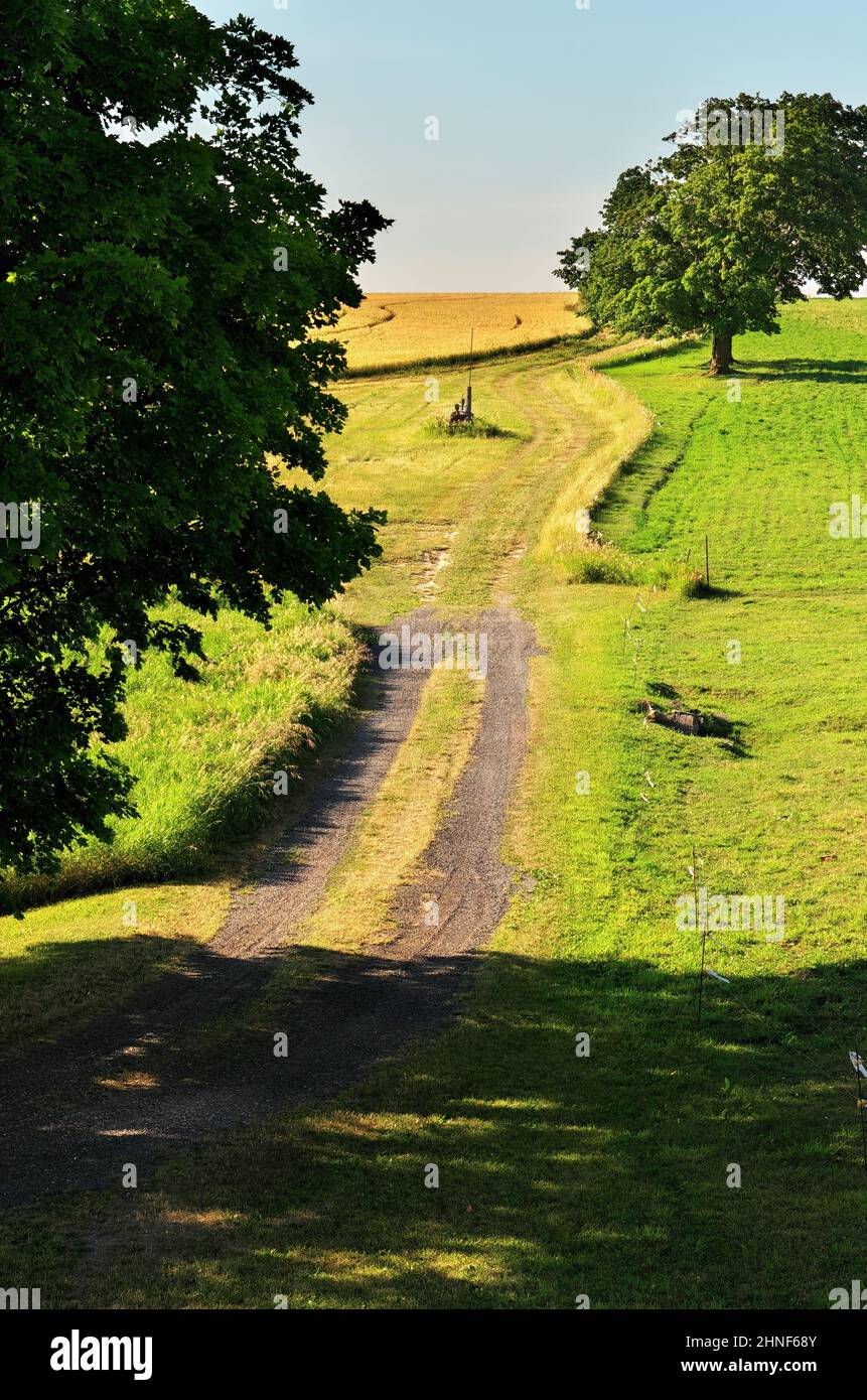 Idyllic Summer Scene with a Dirt Road Running Through Green Pastures Lined with Giant Maple Trees Stock Photo