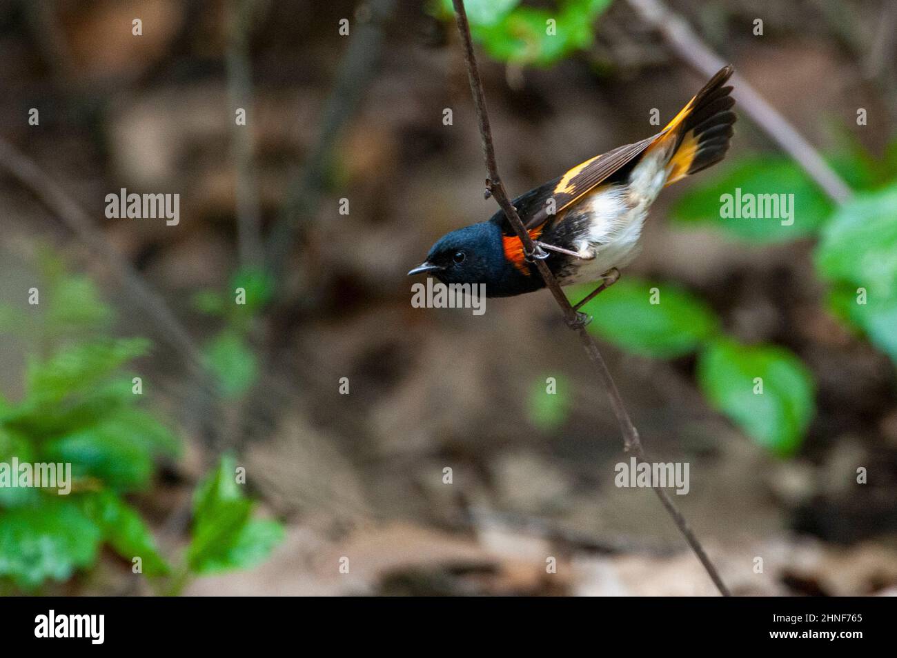 Male American redstart during spring migration Stock Photo