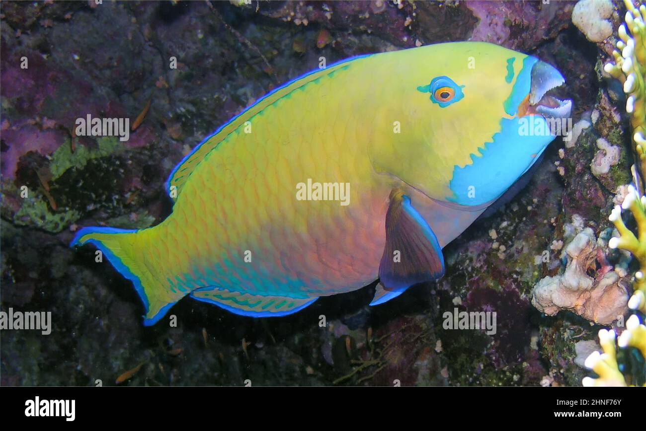 A Steephead Parrotfish (Chlorurus microrhinos) in the Red Sea, Egypt Stock Photo