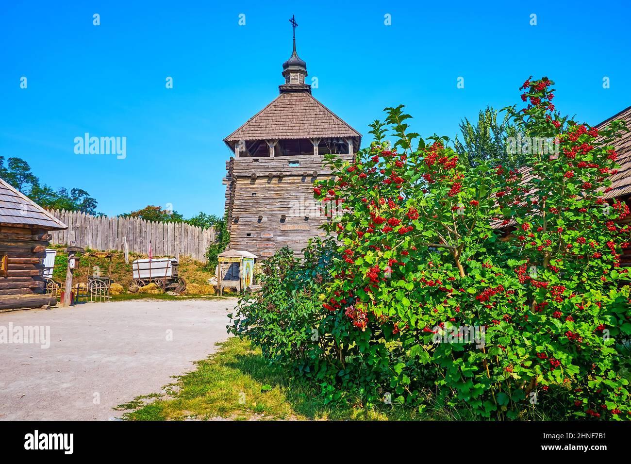 The lush bush of viburnum and the wooden tower of Zaporizhian Sich scansen, Zaporizhzhia, Ukraine Stock Photo